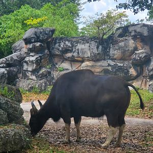 Zoo Miami - Gaur