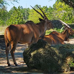 Zoo Miami - Giant Eland