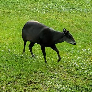 Zoo Miami - Yellow-backed Duiker