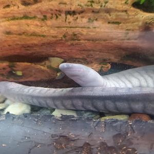 Zoo Miami - Kaup's Caecilian