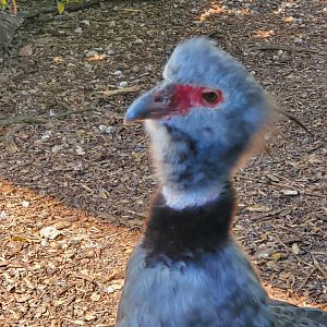 Zoo Miami - Southern Screamer