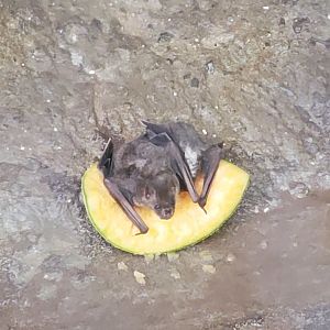 Zoo Miami - Amazon & Beyond Bat