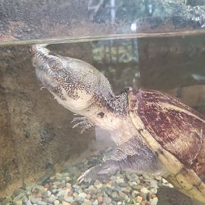 Zoo Miami - Chiapas Musk Turtle