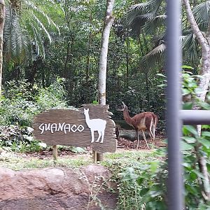Guanaco