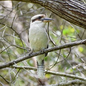 Laughing Kookaburra