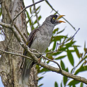 Noisy Miner