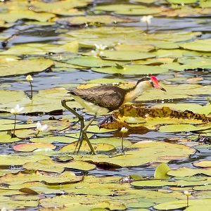 Comb-crested Jacana