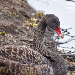 Black Swan - immature