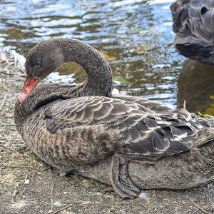 Black Swan - immature