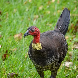 Australian Brush-turkey
