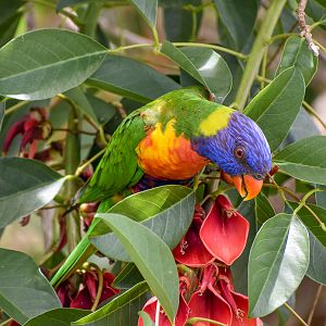 Rainbow Lorikeet