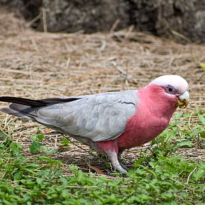 Galah