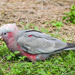 Galah - juvenile