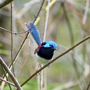 Variegated Fairywren