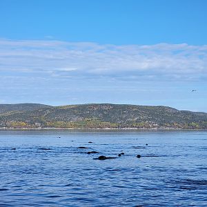 Pod of gray seals, Saguenay-St. Lawrence Marine Park