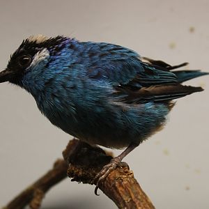 Golden-naped tanager