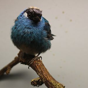 Golden-naped tanager