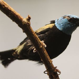 Blue-necked tanager