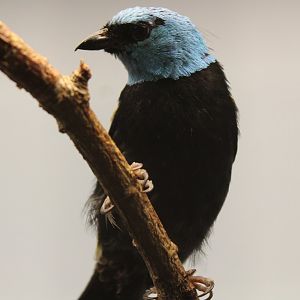 Blue-necked tanager