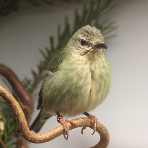 Red-legged honeycreeper