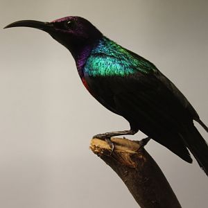 Splendid sunbird