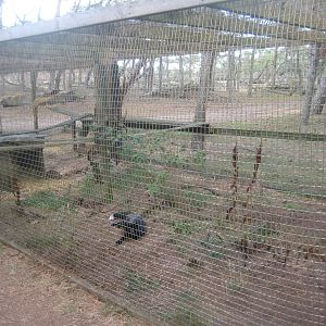 Fun-Park - Fox exhibit