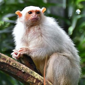Silvery Marmoset (Mico argentatus)