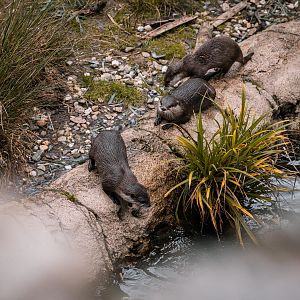 Small Clawed Otter