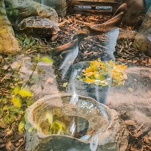 Very small Tortoise enclosure