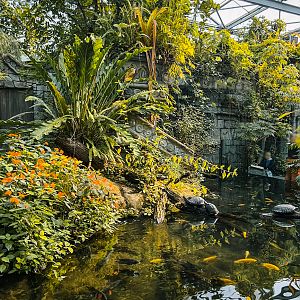 African dwarf crocodile