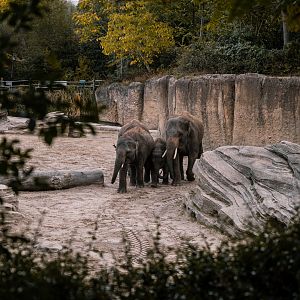 Young Elephants playing
