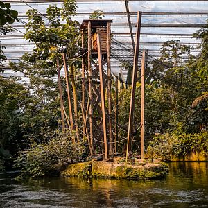 Spider Monkey island