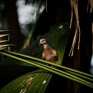 Laughing dove, Streptopelia senegalensis