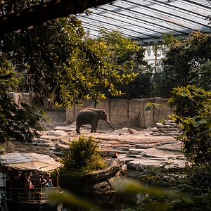 Elephant next to the boat   tour