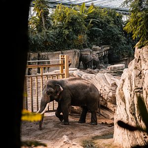 Male Elephant seperated