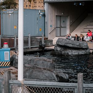 Sea Lion show