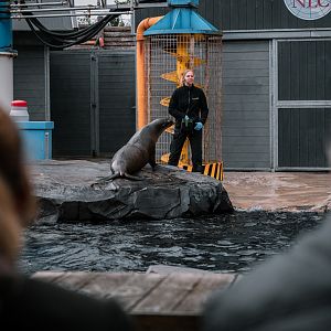 Sea Lion show