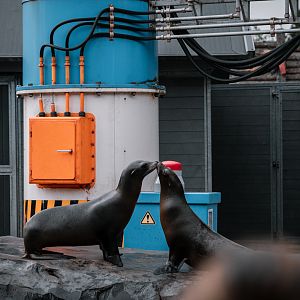 Sea Lions "kissing"