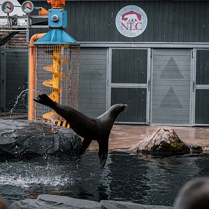Sea Lion