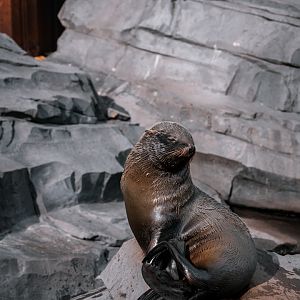 Fur Seal