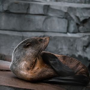 Fur Seal