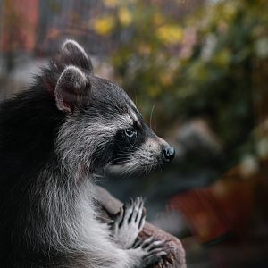 Raccoon