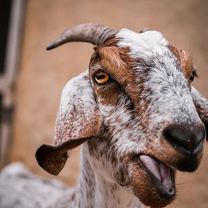 African Goat