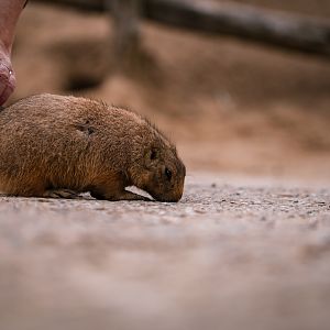 Prairie Dog