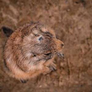 Prairie Dog