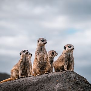 Meerkats
