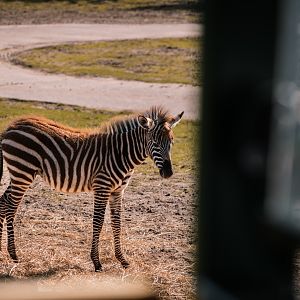 Young Zebra