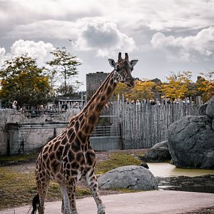 Giraffe crossing