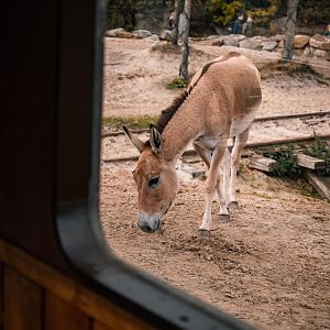 Wild Ass from train