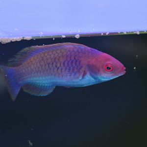 Ruby-headed fairy wrasse (Cirrhilabrus chaliasi)